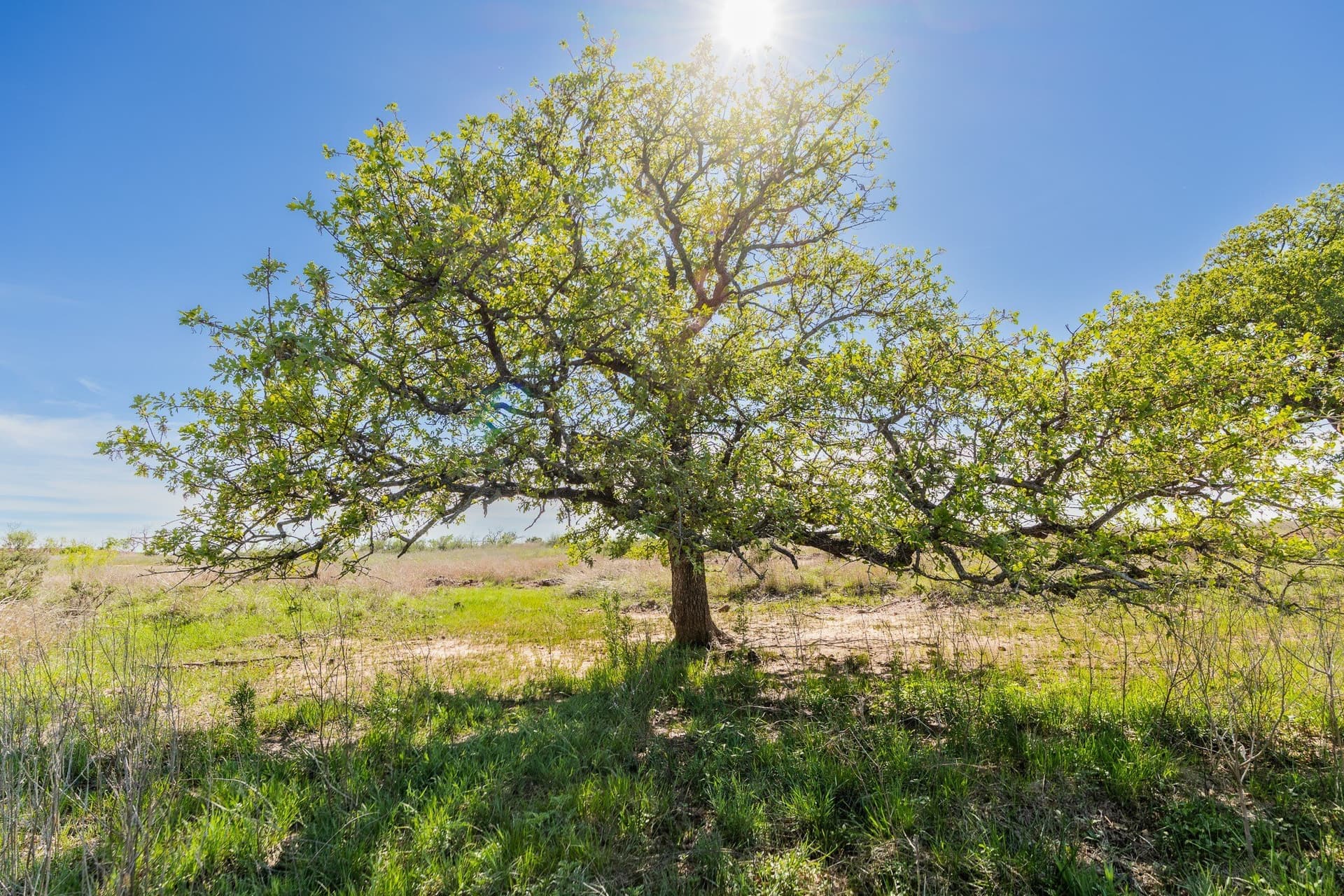 200 acres in Coleman County - photo 11