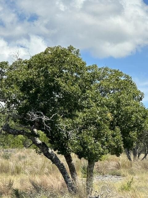 5.24 acres in Kerr County - photo 20
