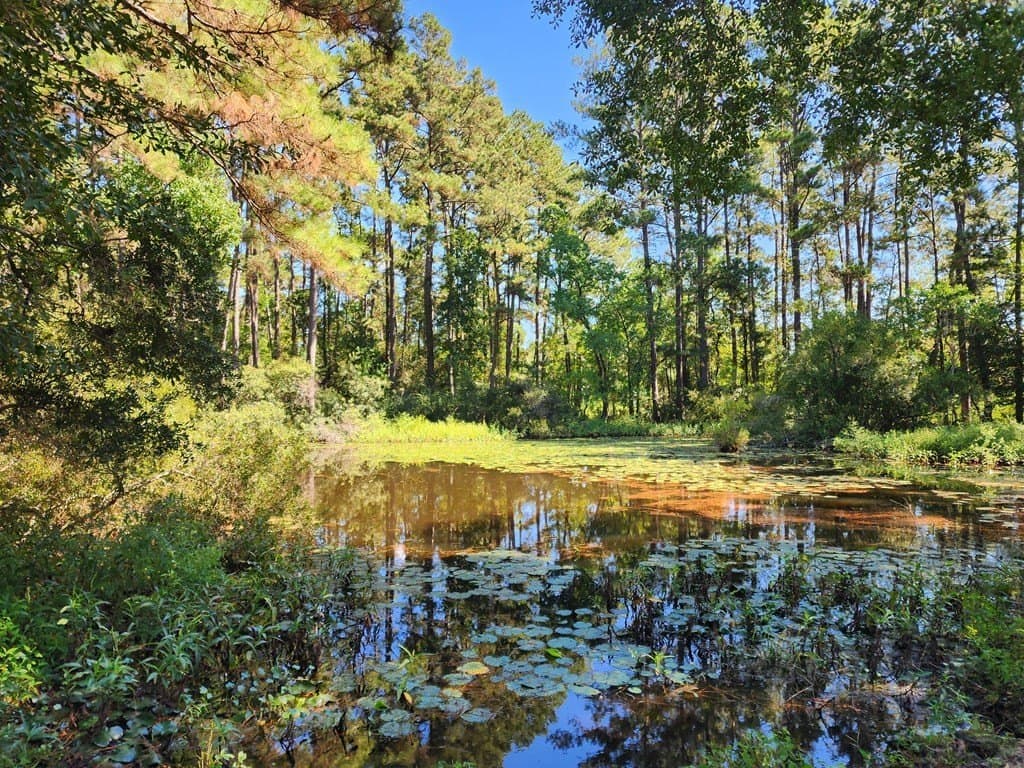 15.32 acres in Texas County gallery image 4