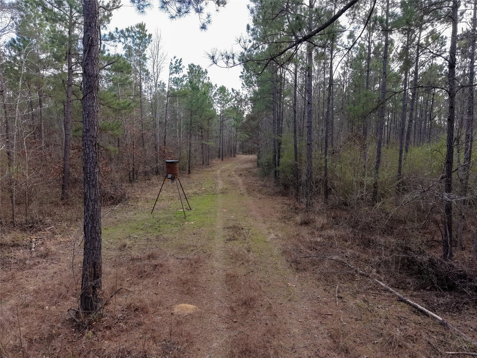 115.74 acres in Panola County - photo 22