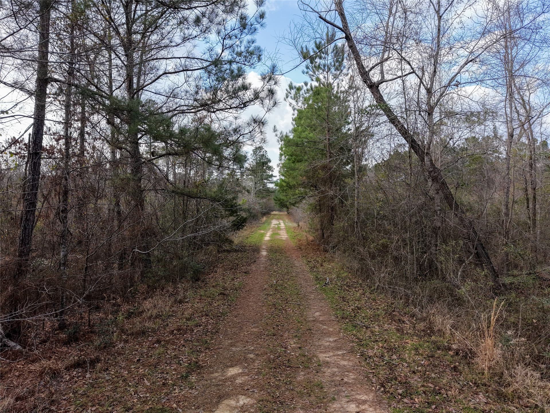 115.74 acres in Panola County - photo 20