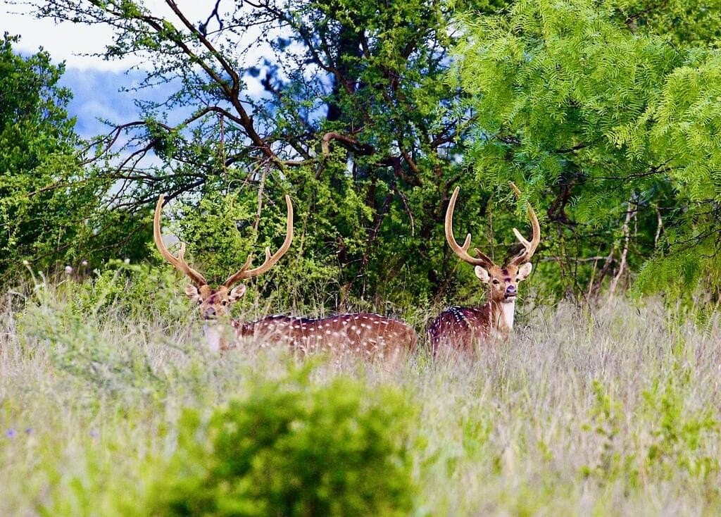73 acres in Kimble County - photo 8
