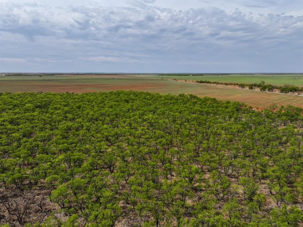 171 acres in Stonewall County gallery image 3