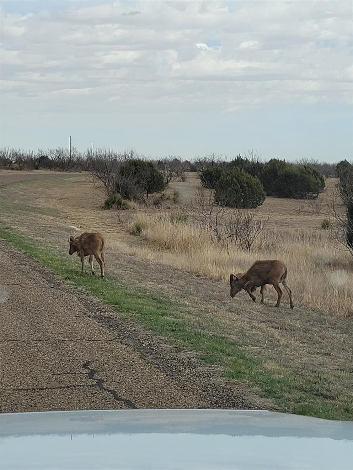 3.1 acres in Randall County - photo 3