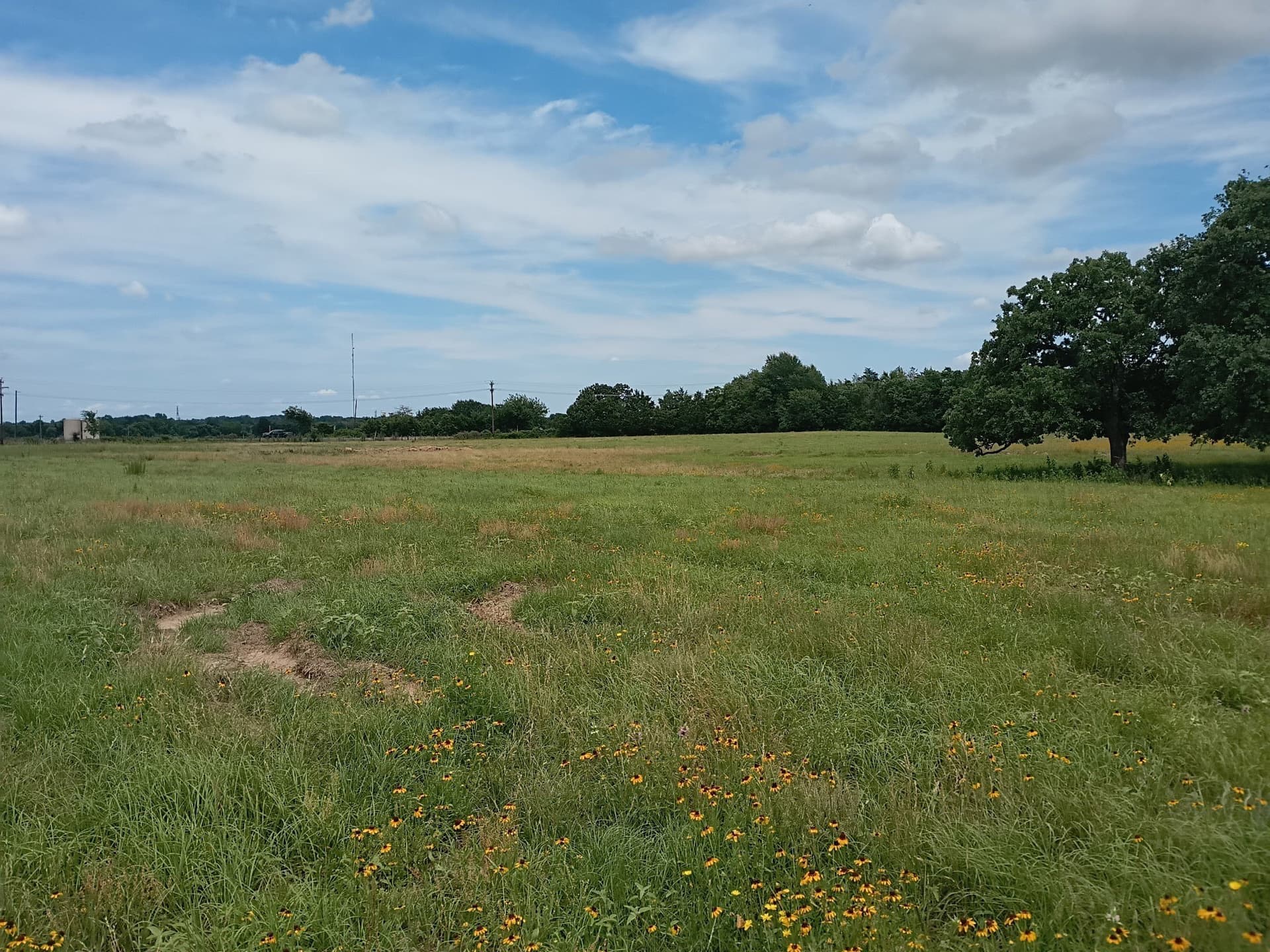 35 acres in Limestone County - photo 9