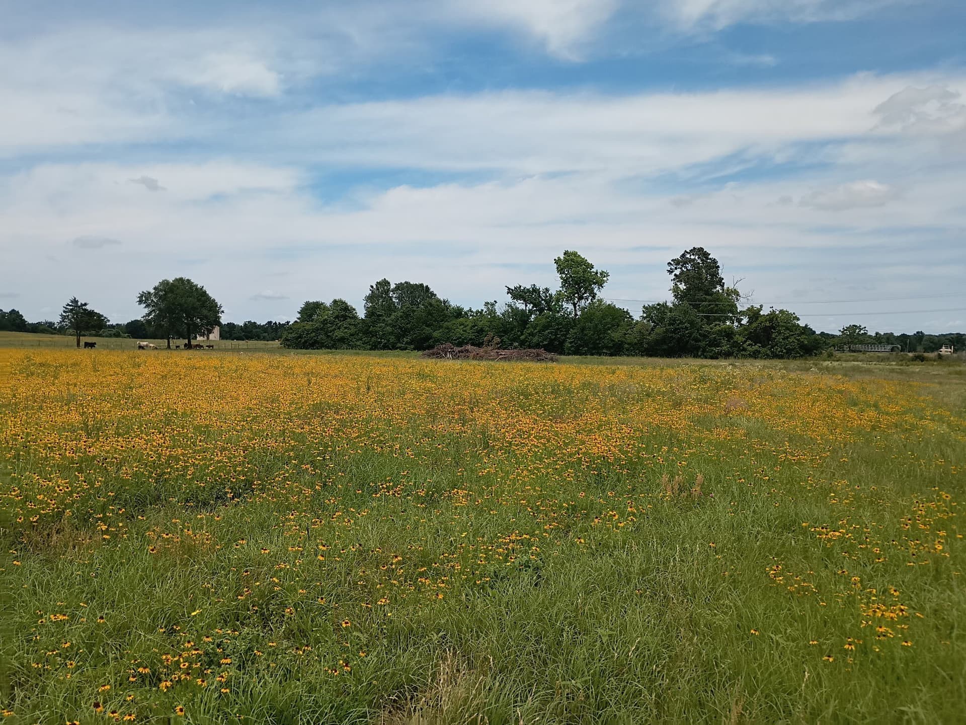 35 acres in Limestone County - photo 7