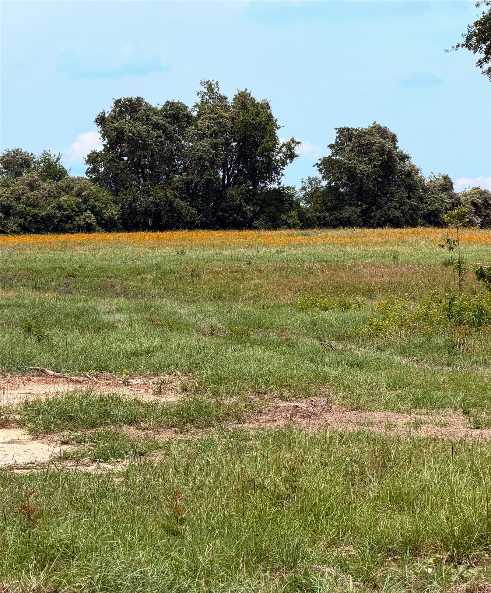 35 acres in Limestone County - photo 15