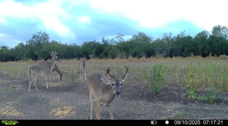 124.21 acres in Jim Wells County - photo 8