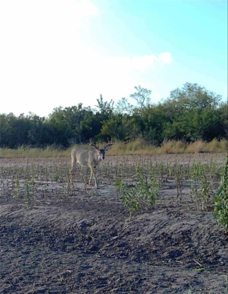 124.21 acres in Jim Wells County - photo 10