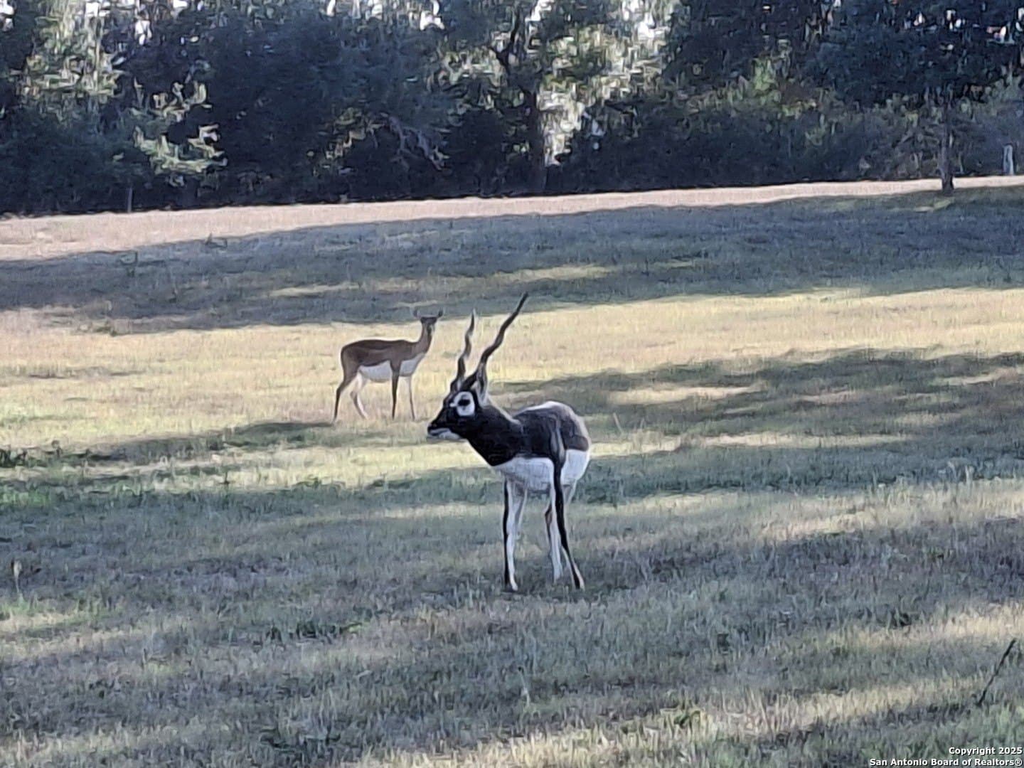 5.01 acres in Comal County - photo 23