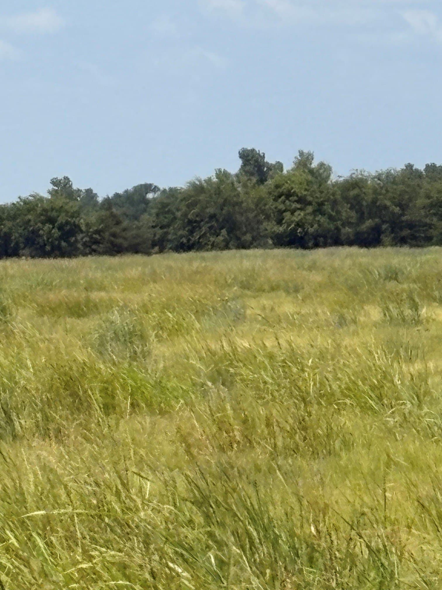 20 acres in Fannin County