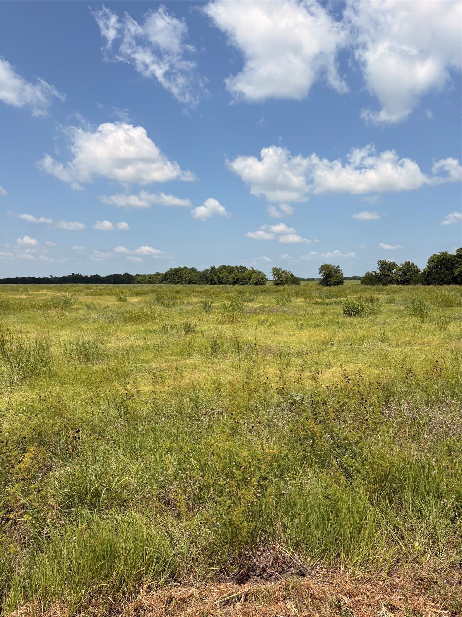 20 acres in Fannin County gallery image 3