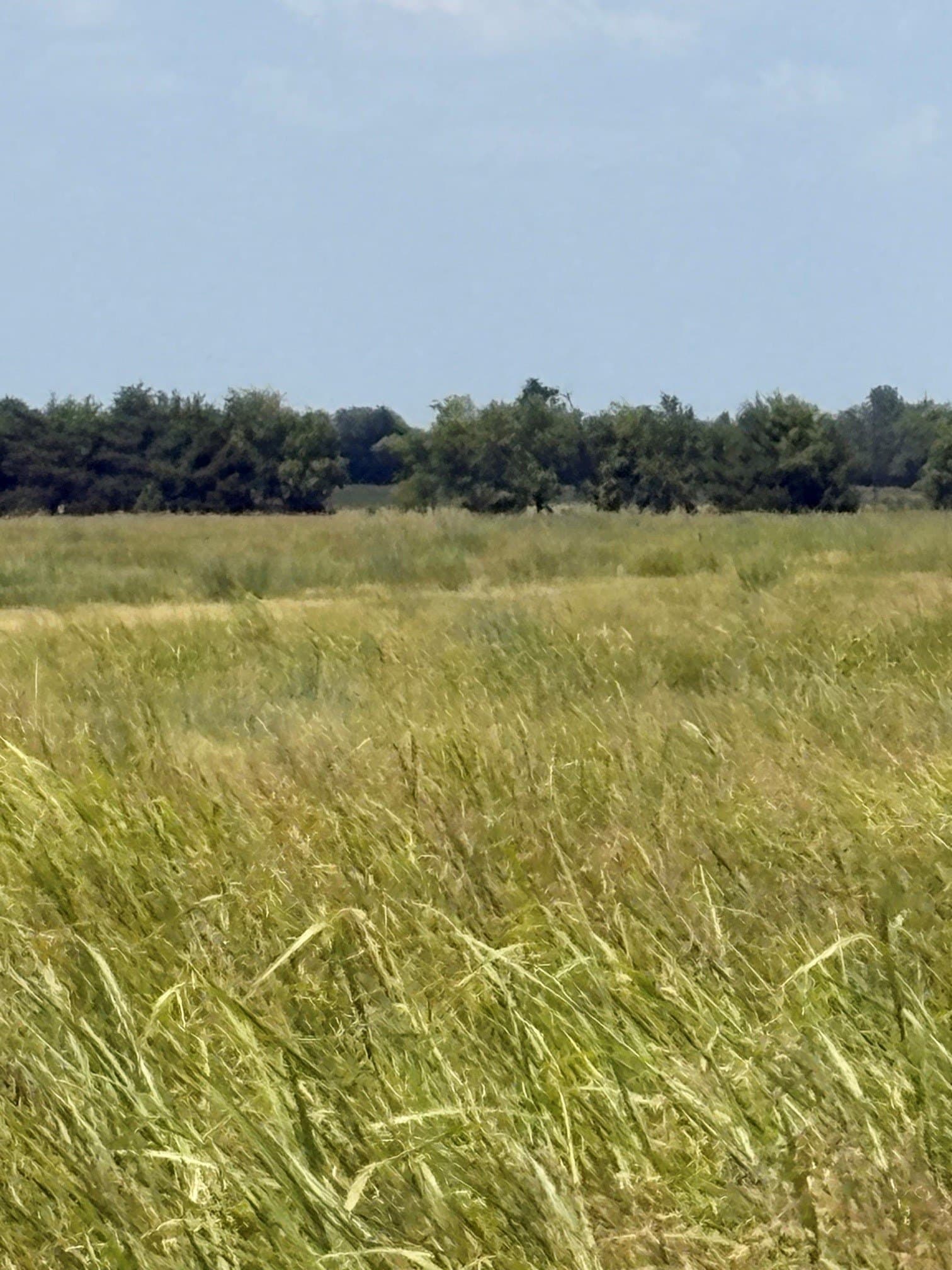 20 acres in Fannin County - photo 8