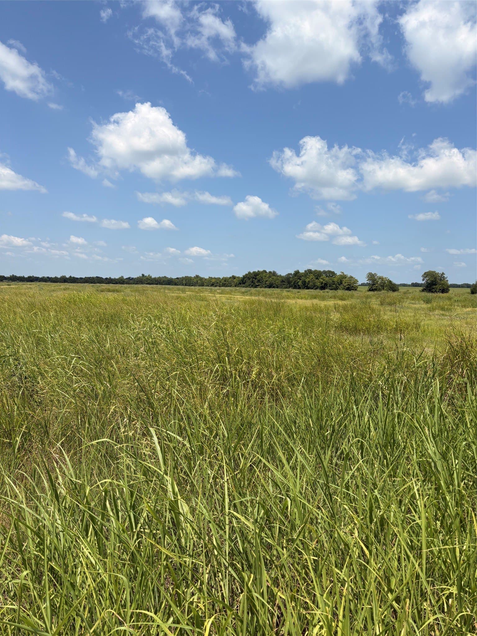 20 acres in Fannin County - photo 6