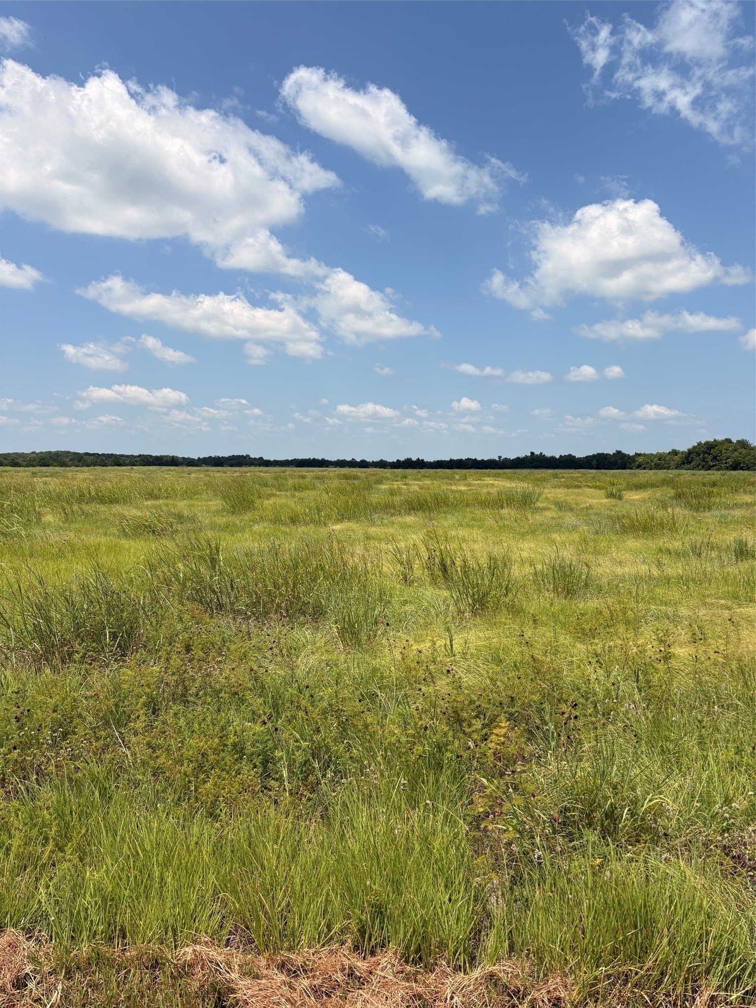 20 acres in Fannin County gallery image 4