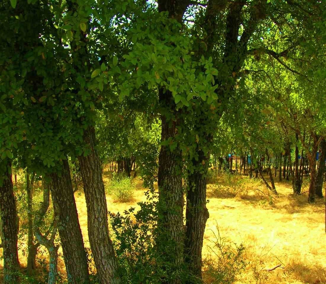 0.92 acres in Burnet County gallery image 4