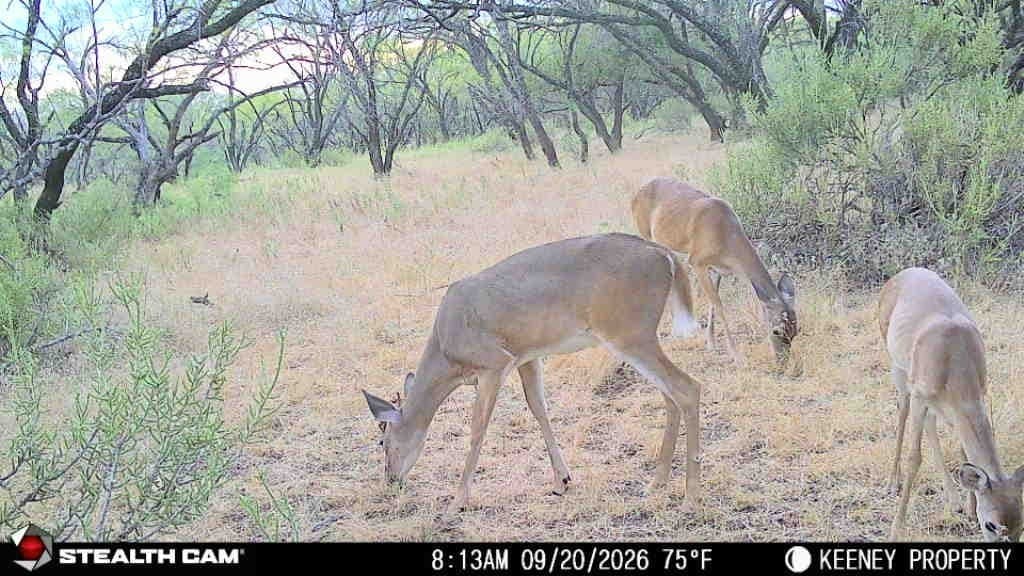84.62 acres in Comanche County - photo 32