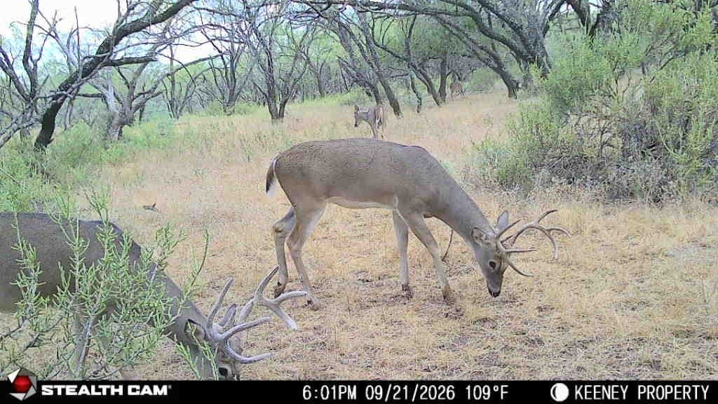 84.62 acres in Comanche County - photo 33