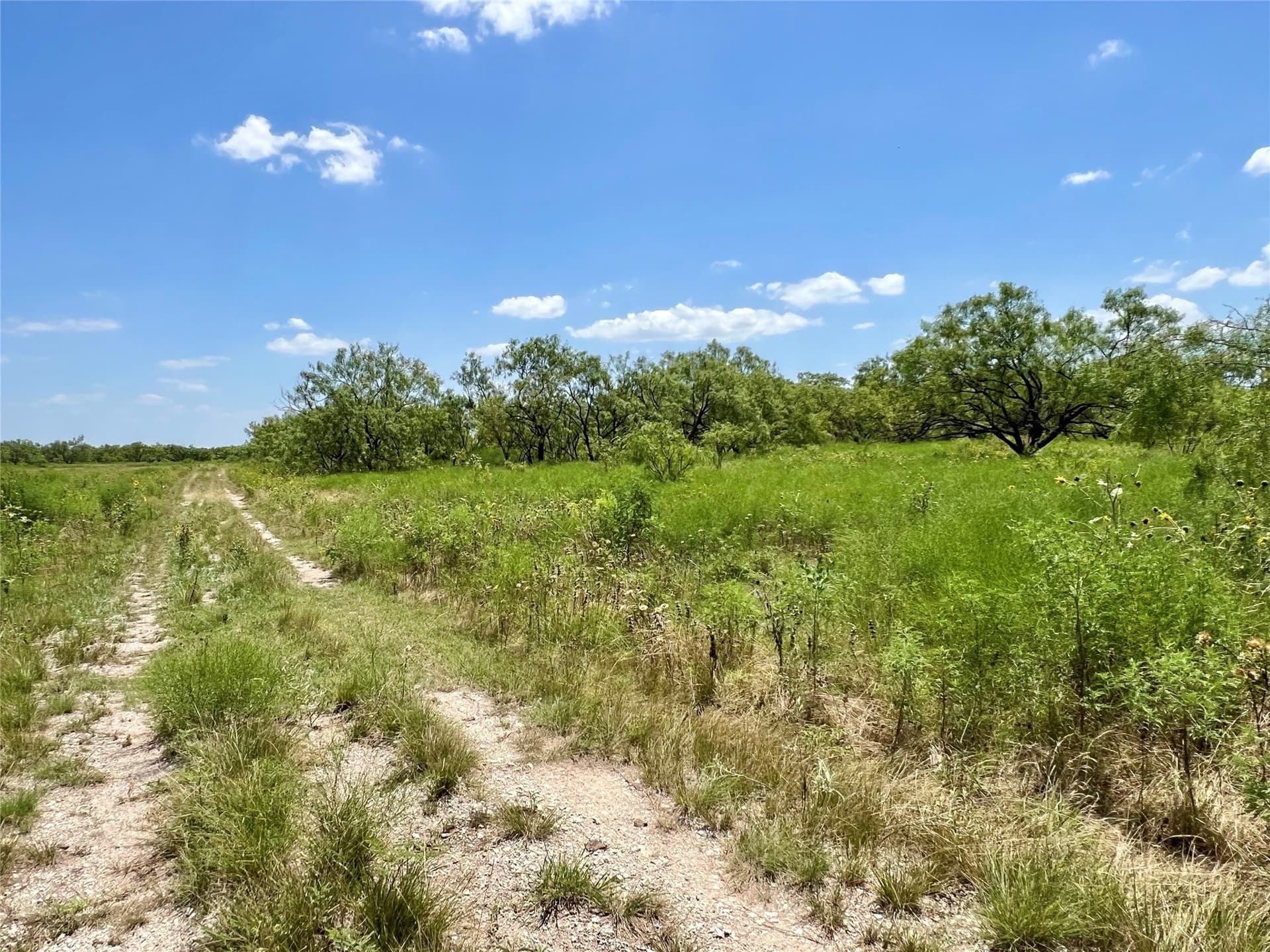 202 acres in Coleman County - photo 7