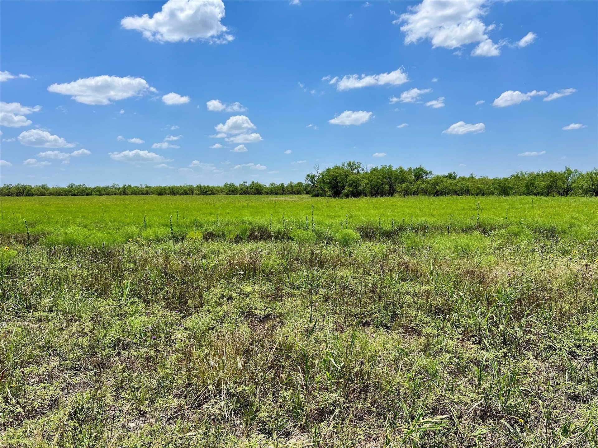 202 acres in Coleman County - photo 15