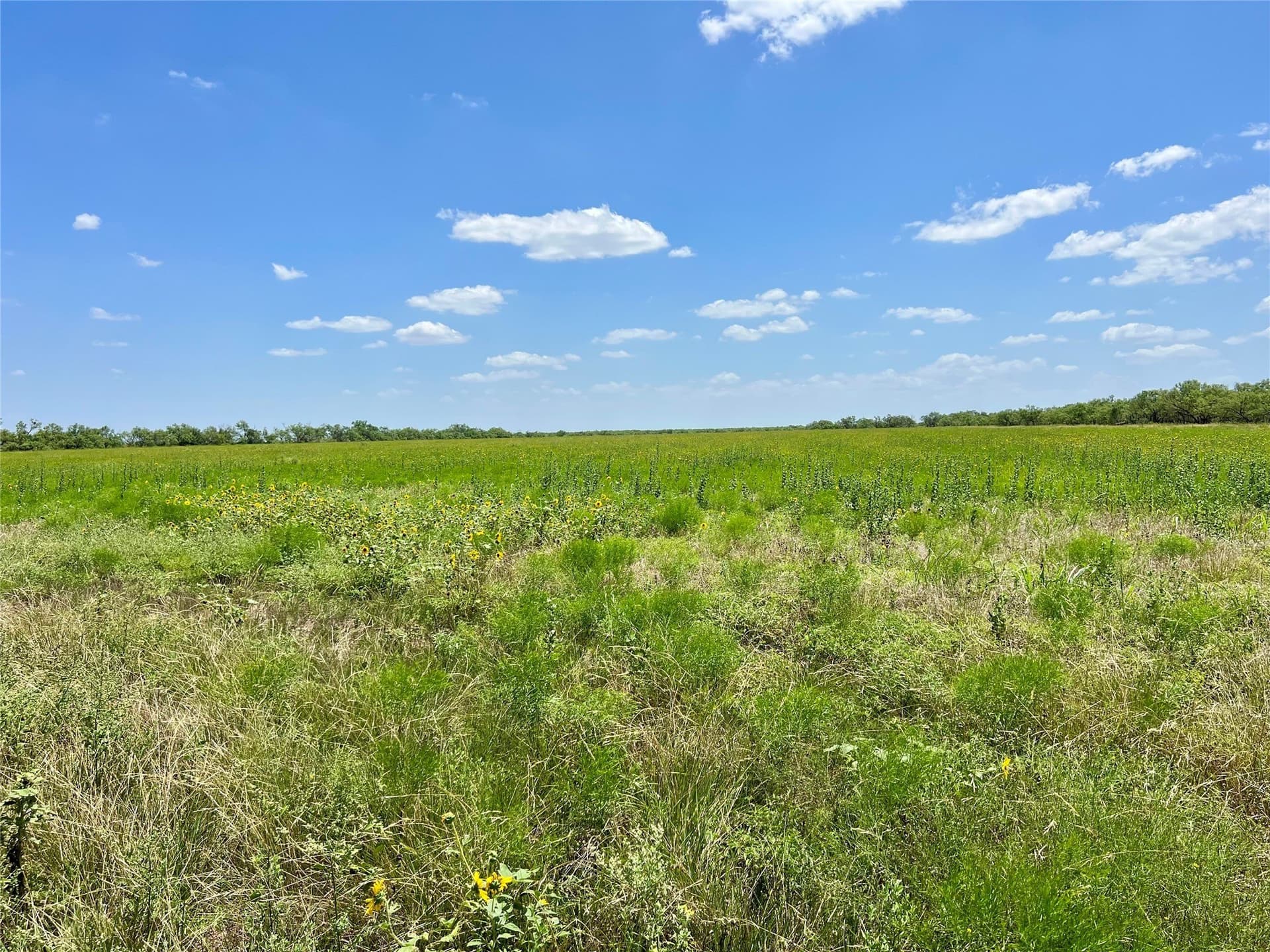 202 acres in Coleman County - photo 14