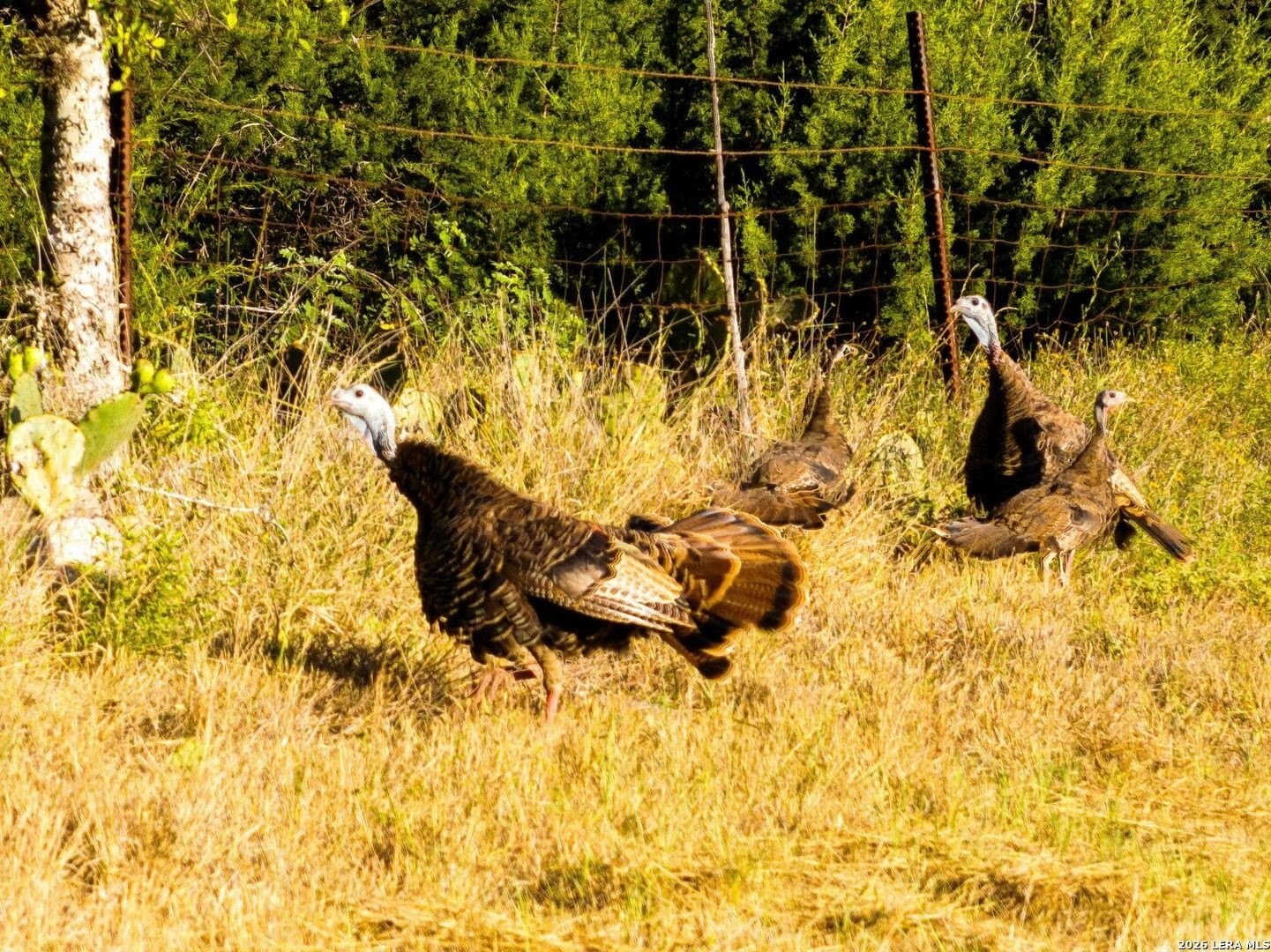 18.75 acres in Bandera County - photo 40