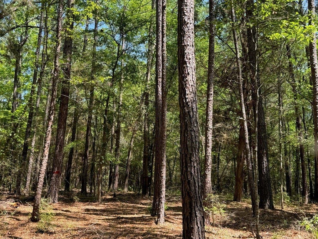 6.76 acres in Texas County - photo 26