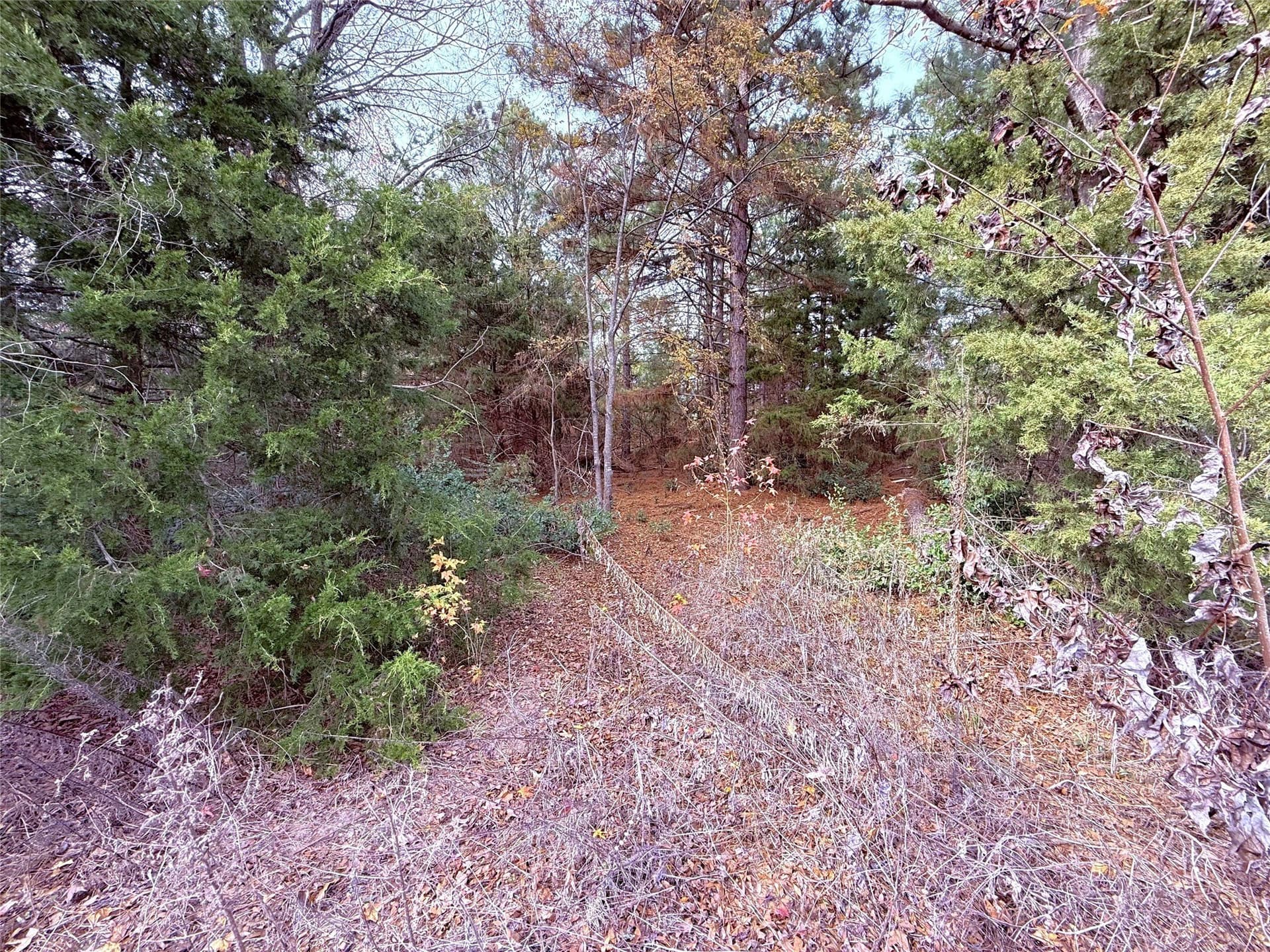 6.68 acres in Wood County gallery image 4