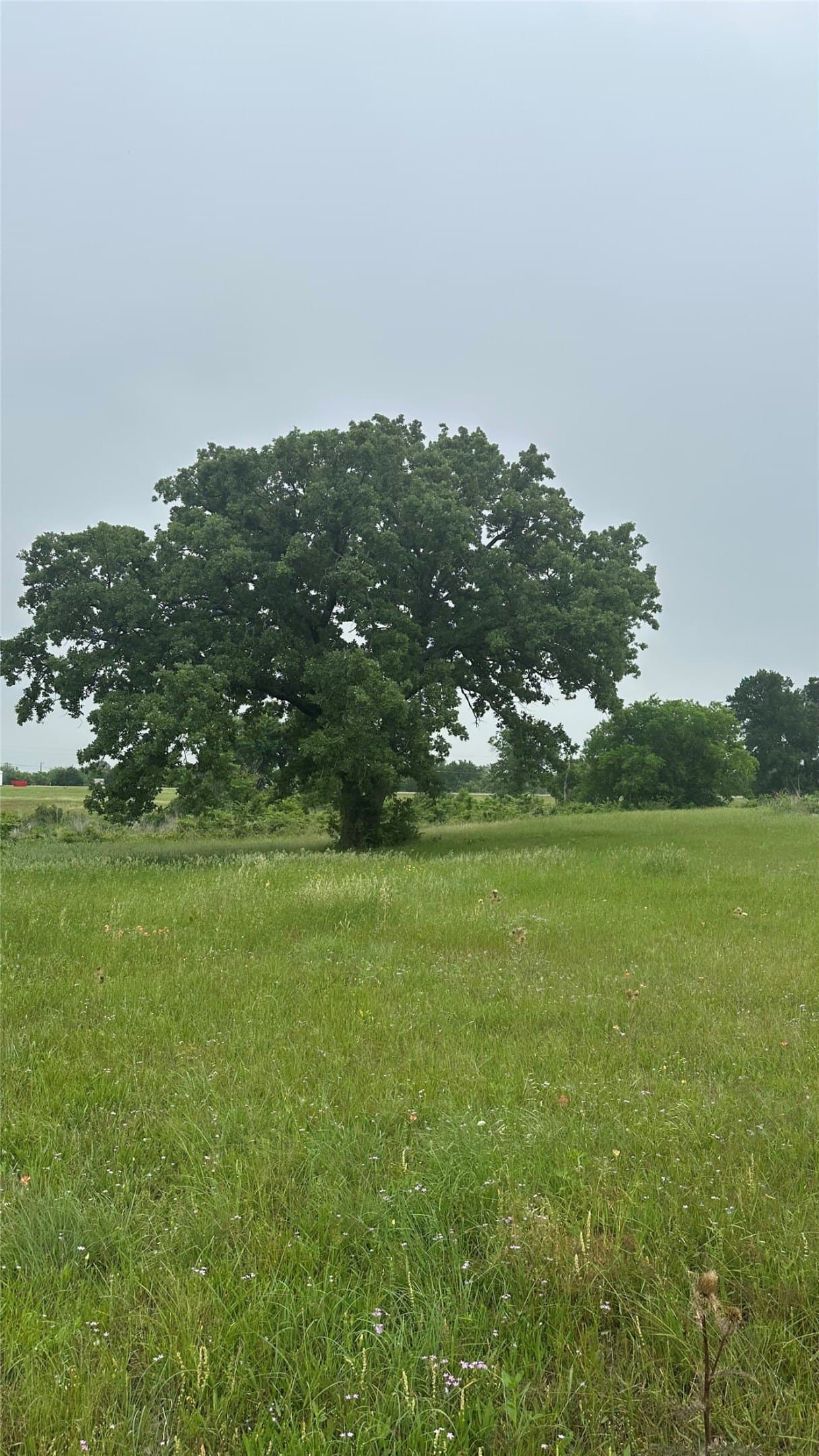 20.29 acres in Limestone County - photo 8