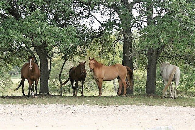 6.23 acres in Gillespie County - photo 22