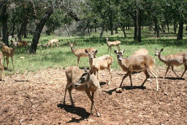 6.23 acres in Gillespie County - photo 25