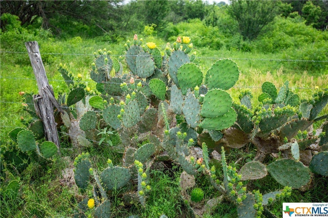 79.37 acres in Bexar County - photo 16