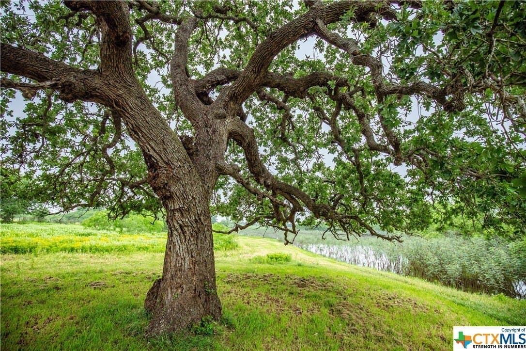 79.37 acres in Bexar County - photo 30