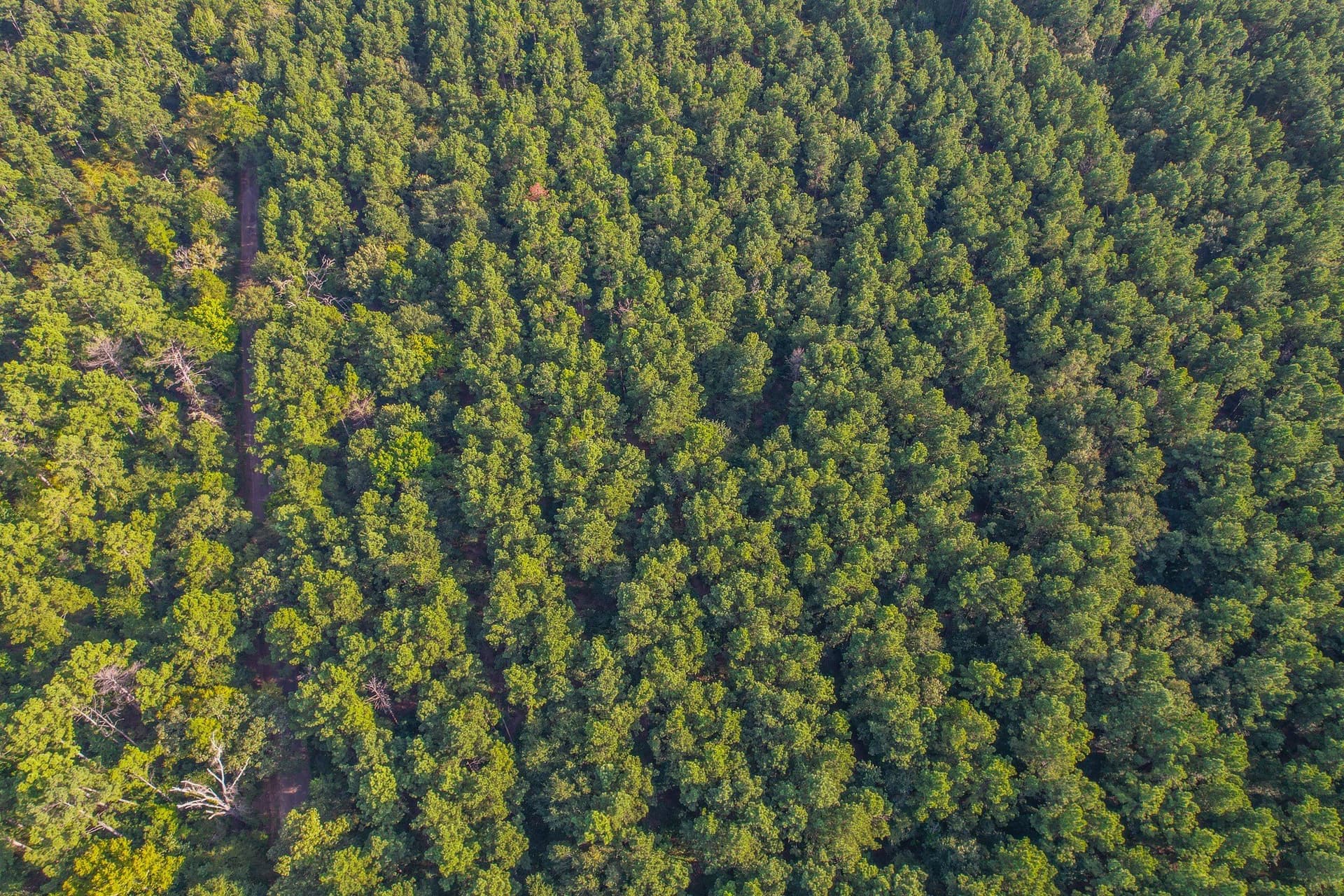 35 acres in Henderson County - photo 8