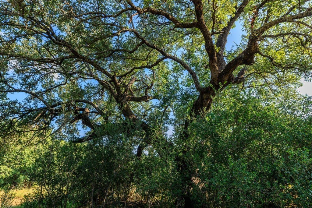 24 acres in Llano County - photo 27