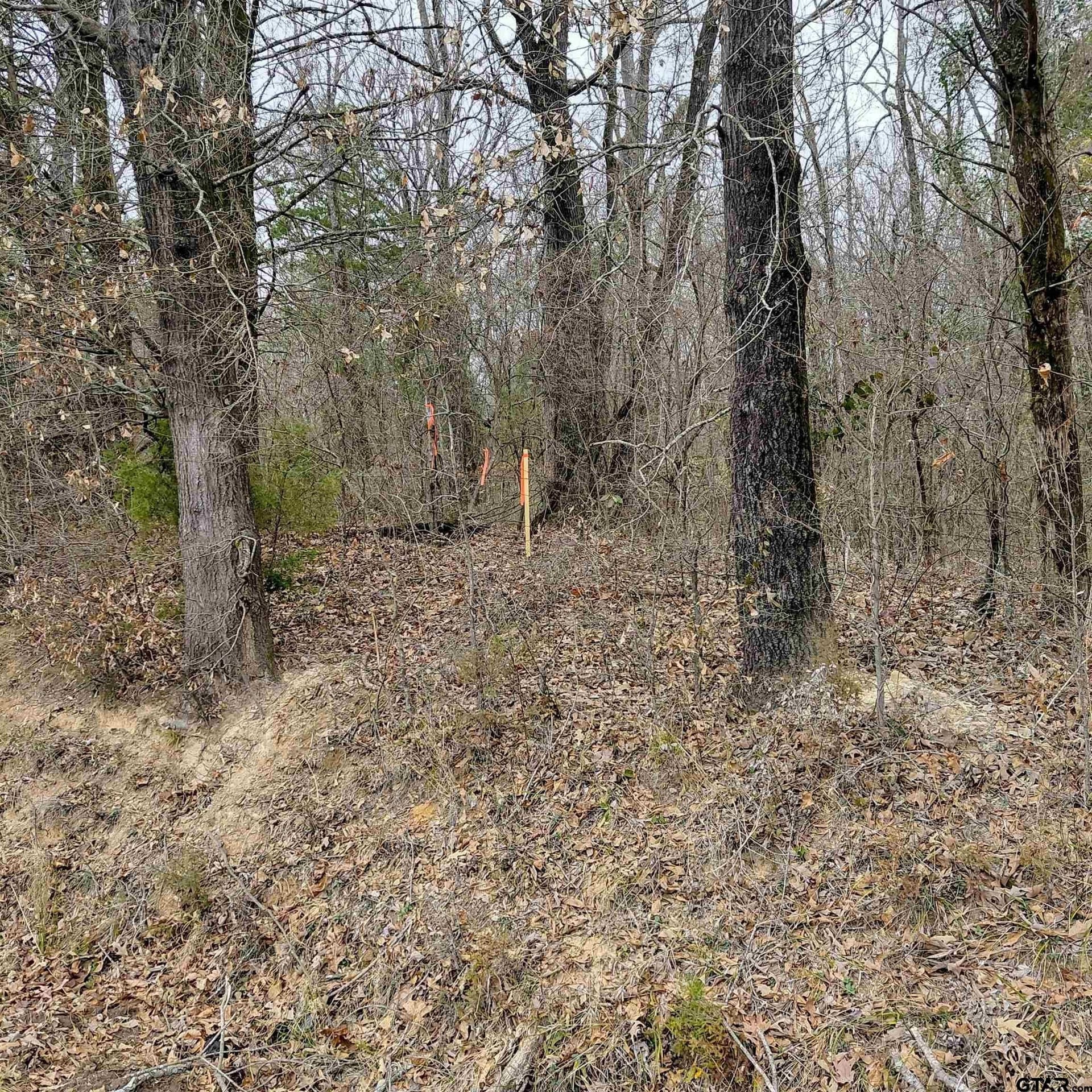 22.25 acres in Bowie County gallery image 3