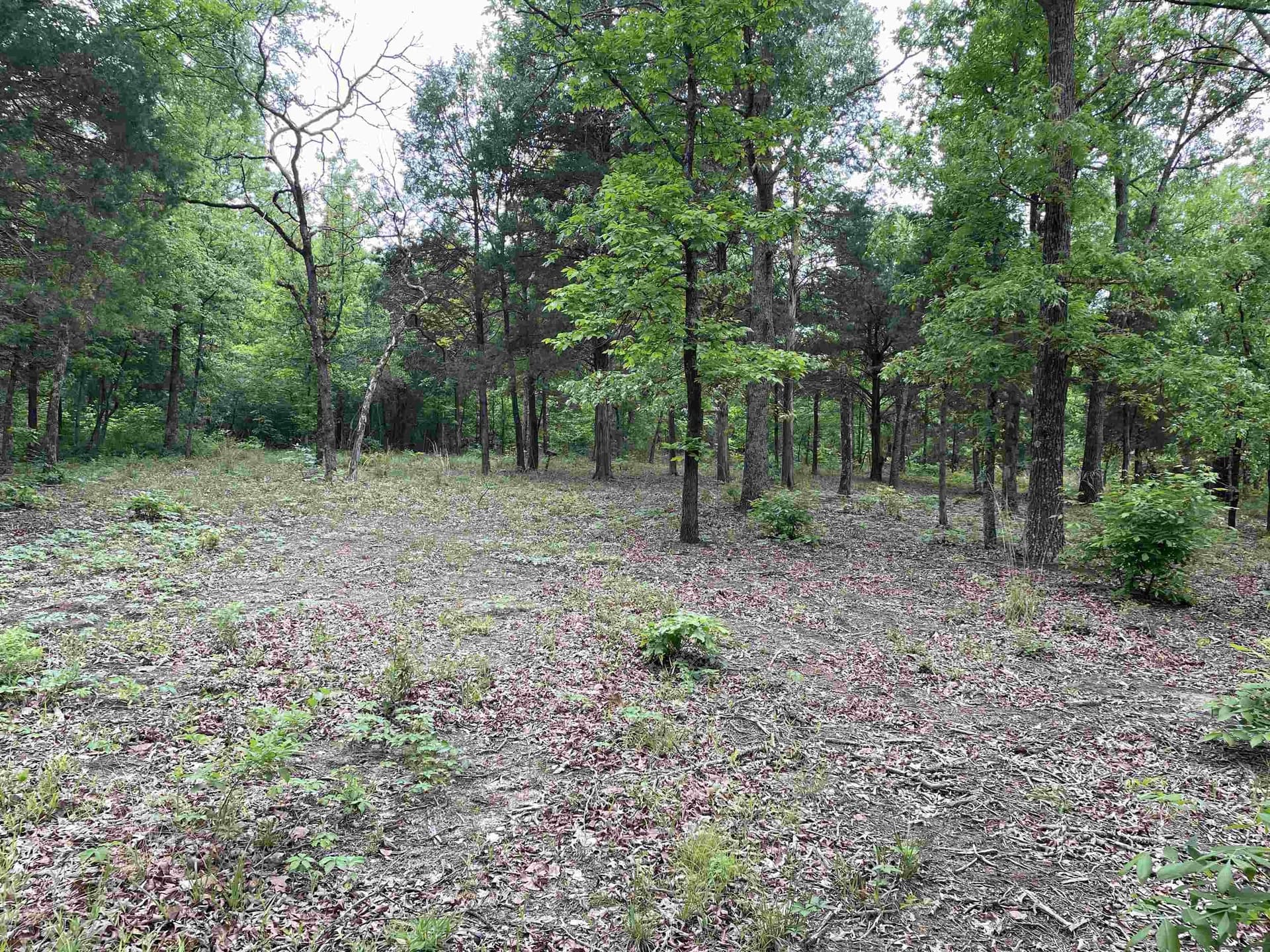 12.05 acres in Henderson County gallery image 2