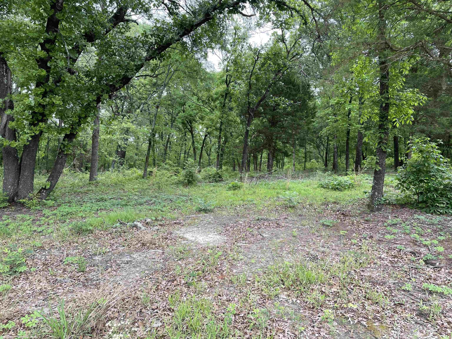 12.05 acres in Henderson County gallery image 3