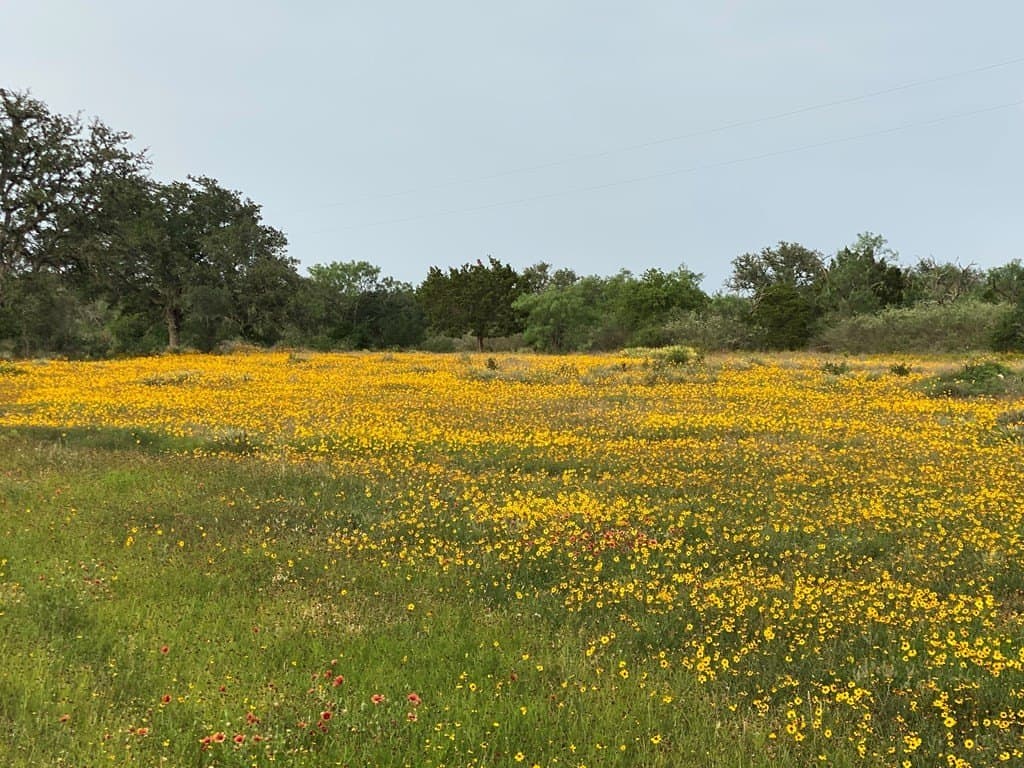 14.55 acres in Gillespie County gallery image 3