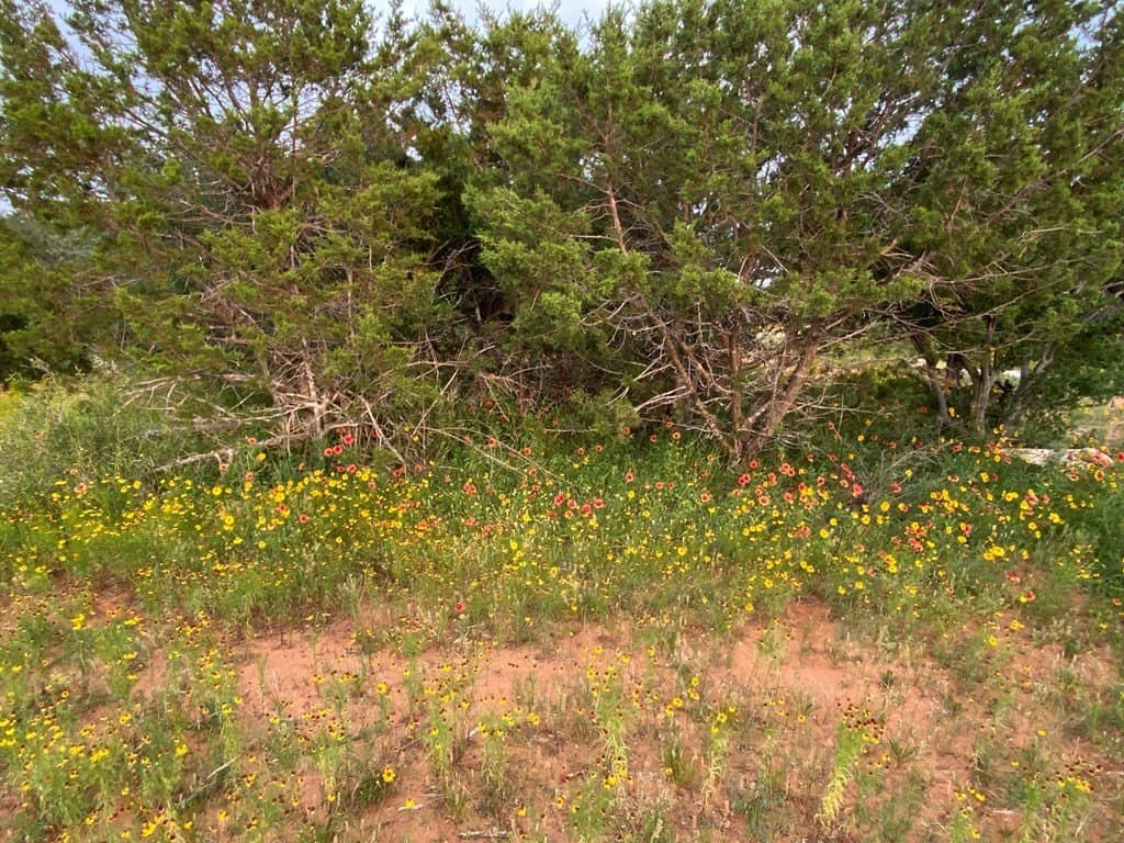 14.55 acres in Gillespie County featured view