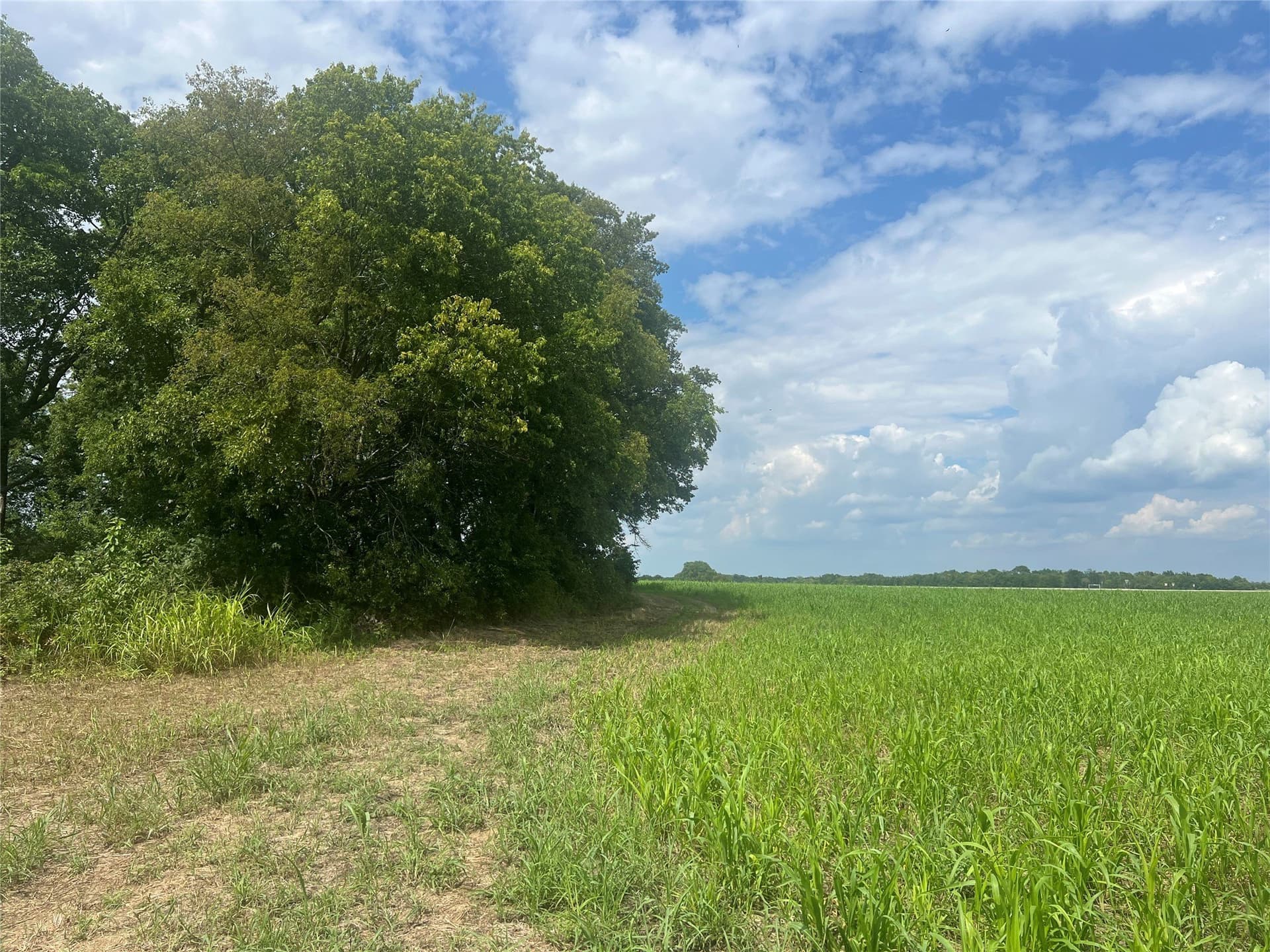 20 acres in Fannin County - photo 10