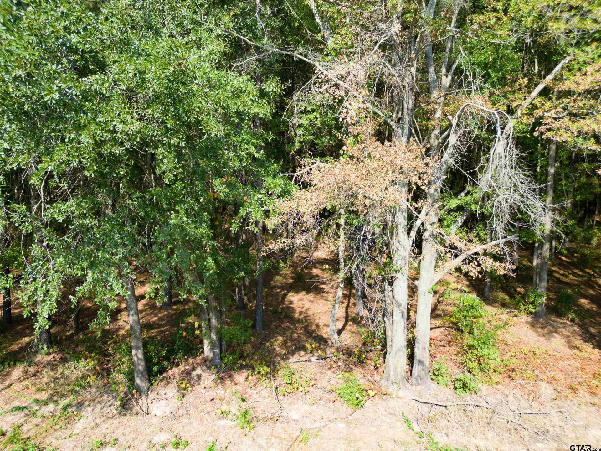 2 acres in Camp County - photo 3