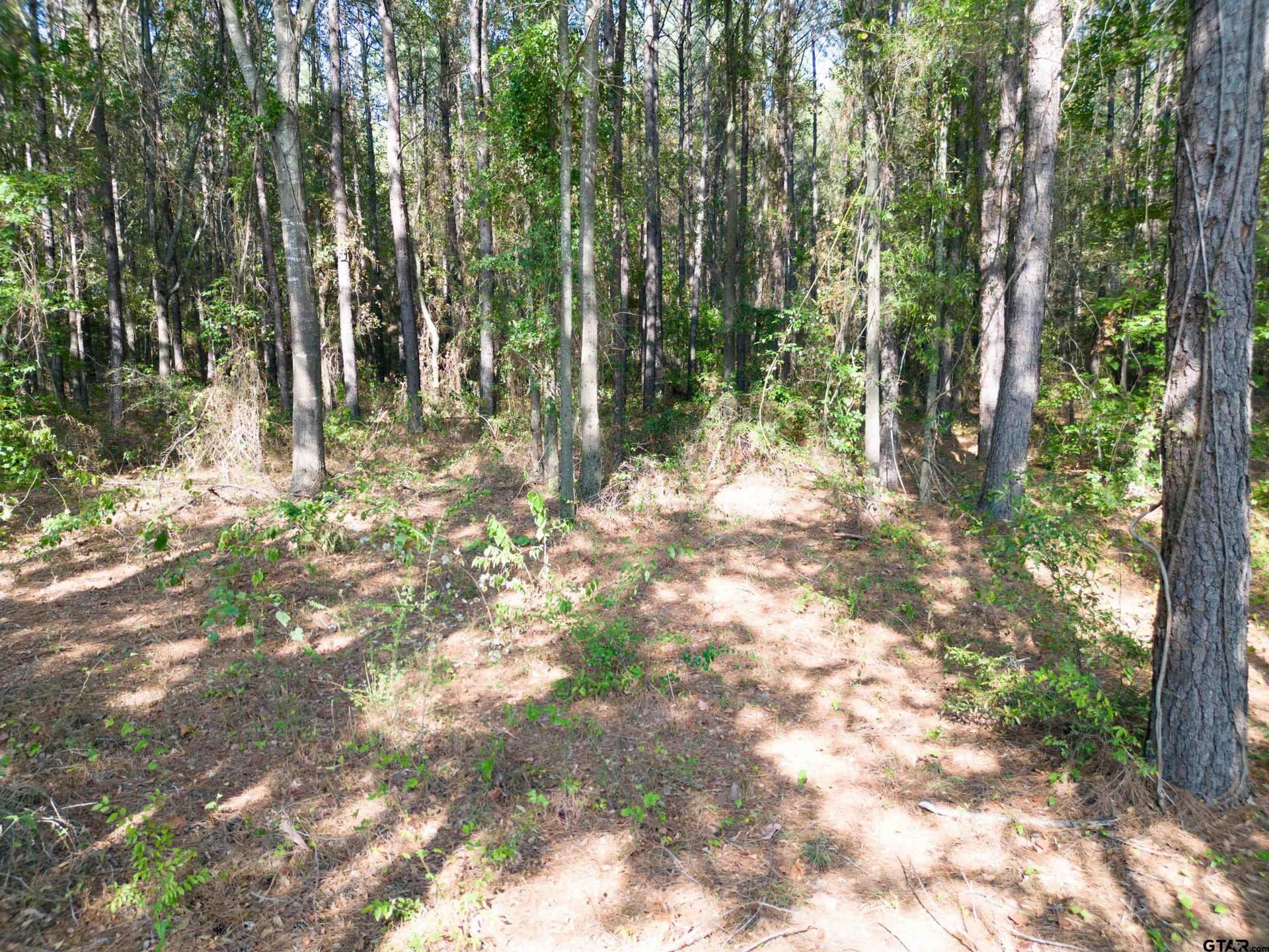 2 acres in Camp County - photo 4