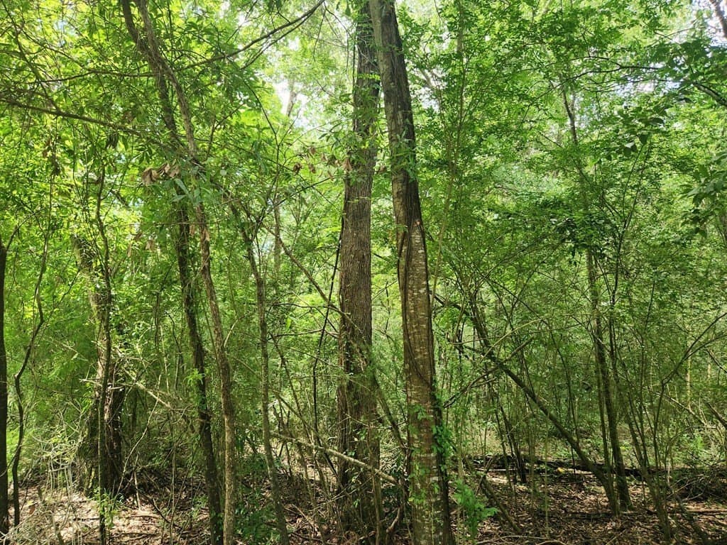 11.39 acres in Texas County - photo 11