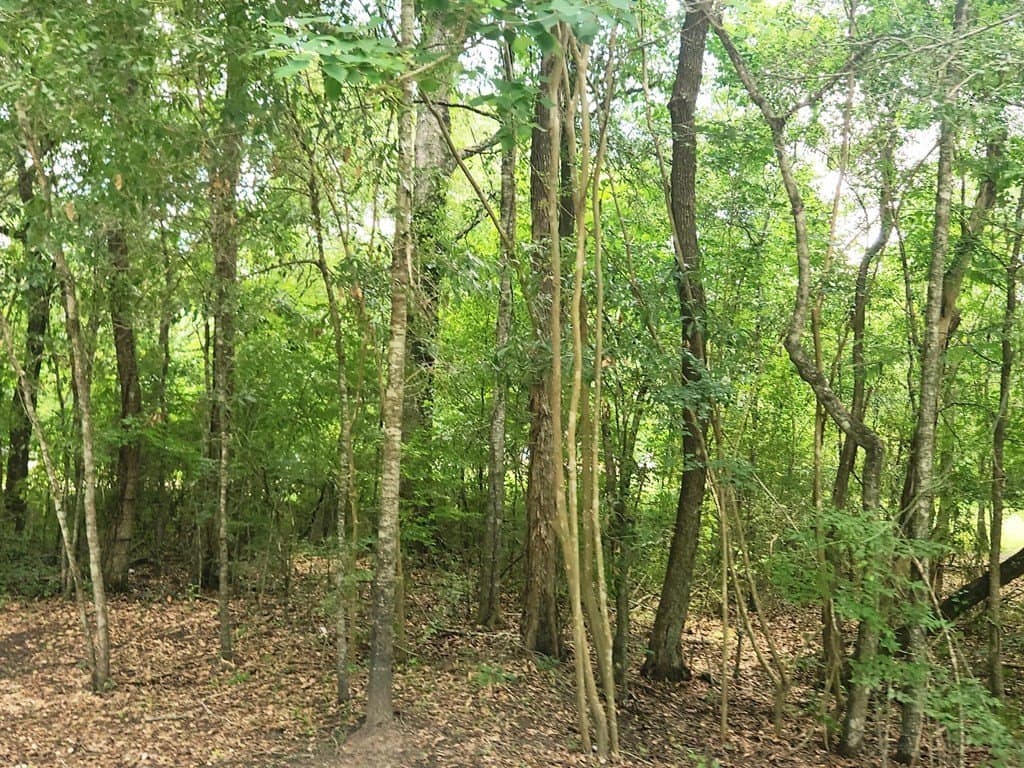 11.39 acres in Texas County - photo 17