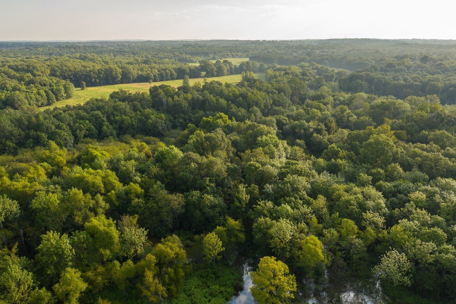 863 acres in Upshur County gallery image 4