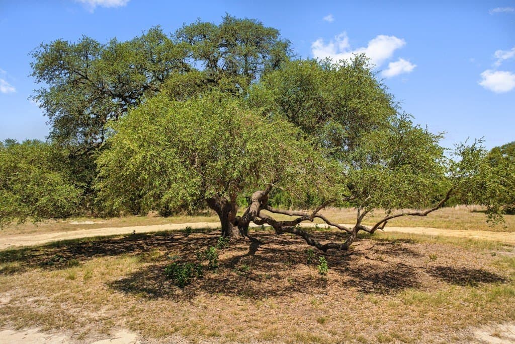 5 acres in Blanco County - photo 14