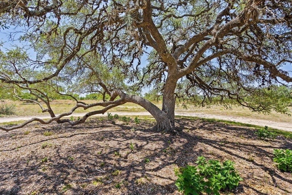 5 acres in Blanco County - photo 13
