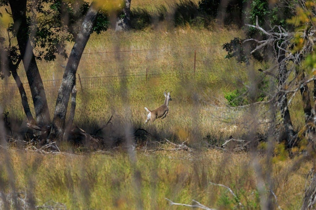 18.8 acres in Gillespie County gallery image 3