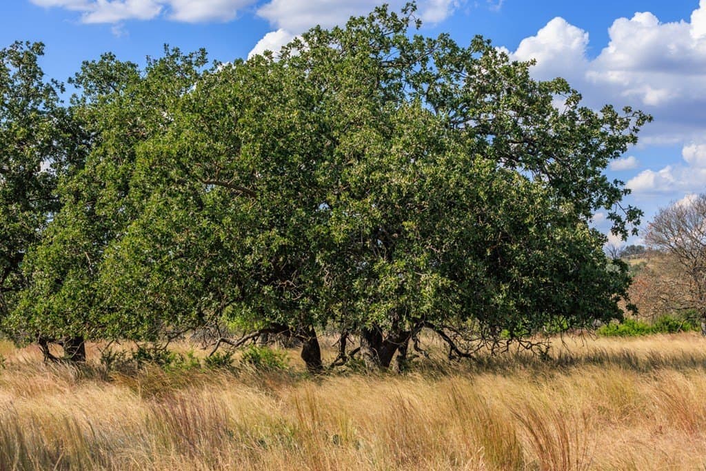 18.8 acres in Gillespie County featured view
